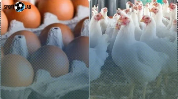 بورصة الدواجن تكشف أسعار الفراخ البيضاء والساسو والبلدي اليوم الثلاثاء 4 نوفمبر 2025